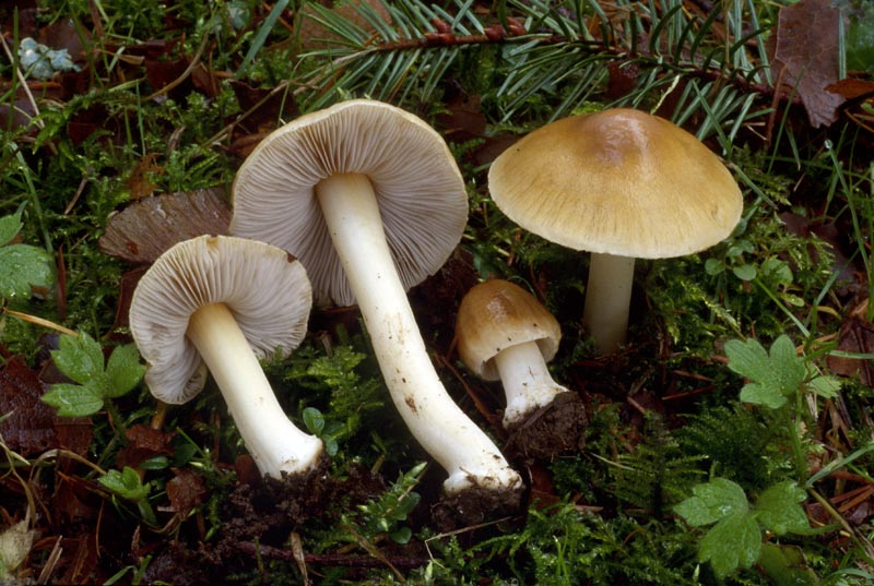 Inocybe mixtilis